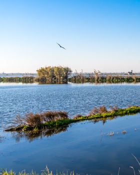 A tranquil view of Albufera Lagoon in Valencia, Spain, featuring wetlands, reeds, and a bird in flight during dusk.