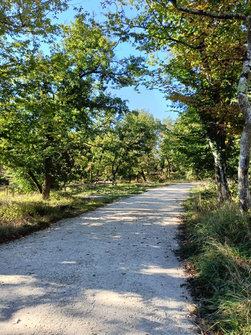 Free Sunlit forest path with lush greenery and early autumn leaves. Stock Photo