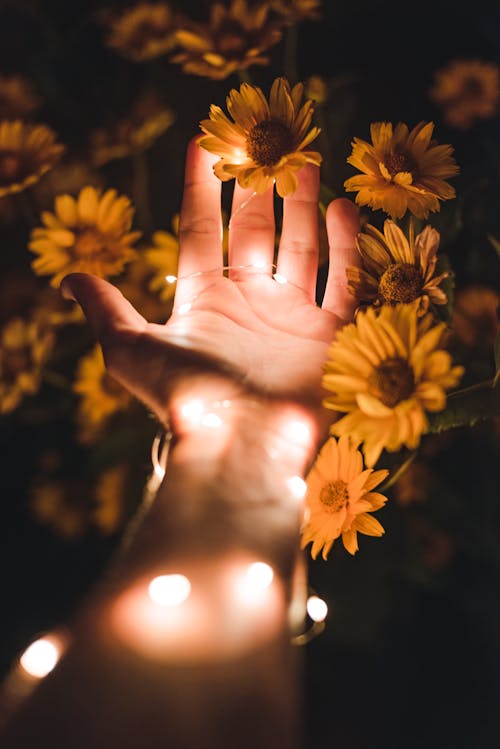 Person Holding Yellow Petaled Flower