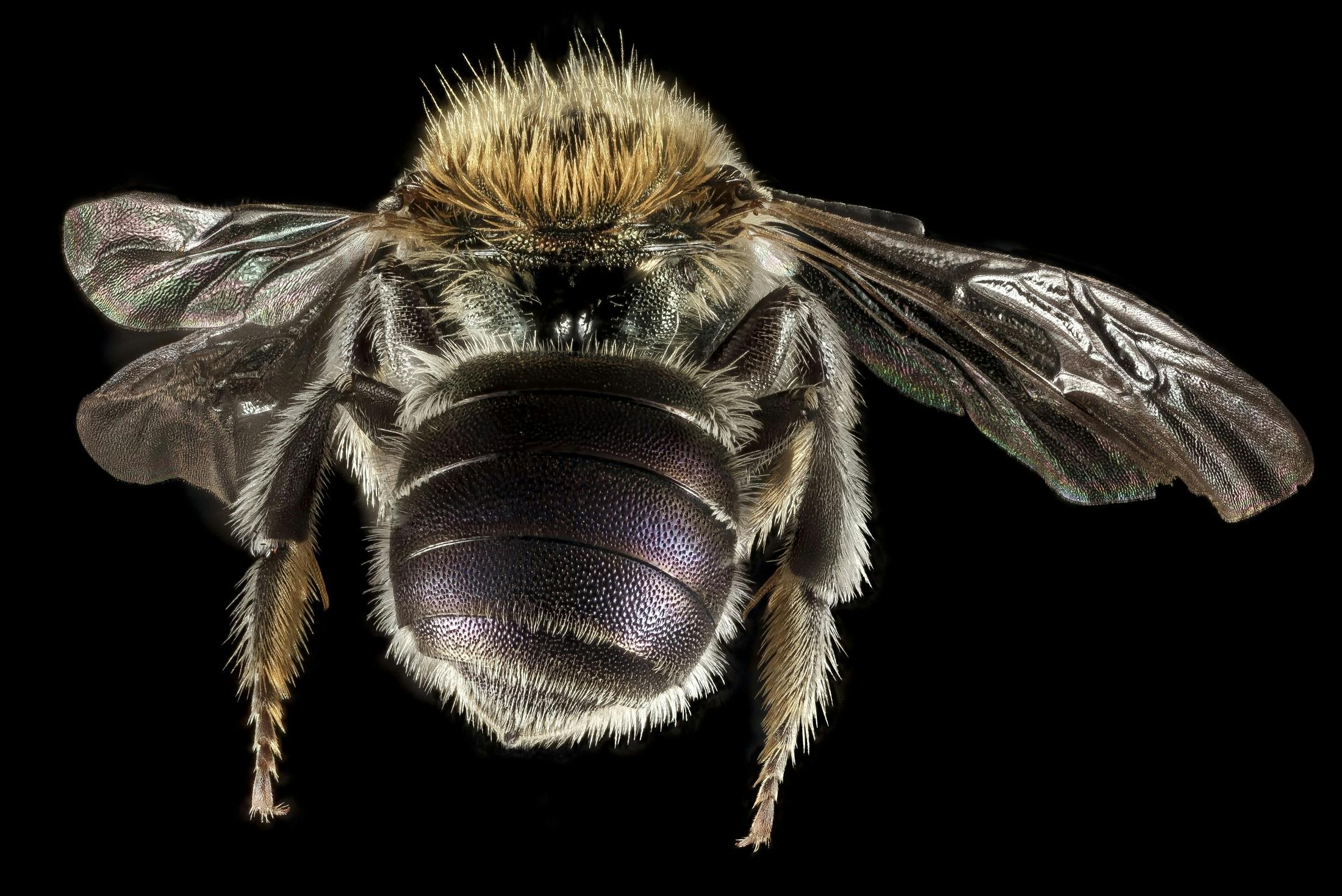 black bee types