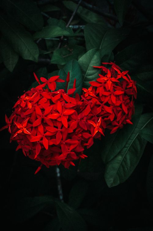 Free Vivid red Ixora flowers in full bloom contrasted by lush green leaves. Stock Photo