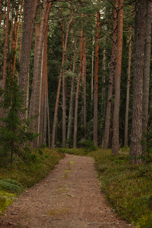 Free A serene path cuts through a tranquil pine forest, inviting exploration and peace. Stock Photo