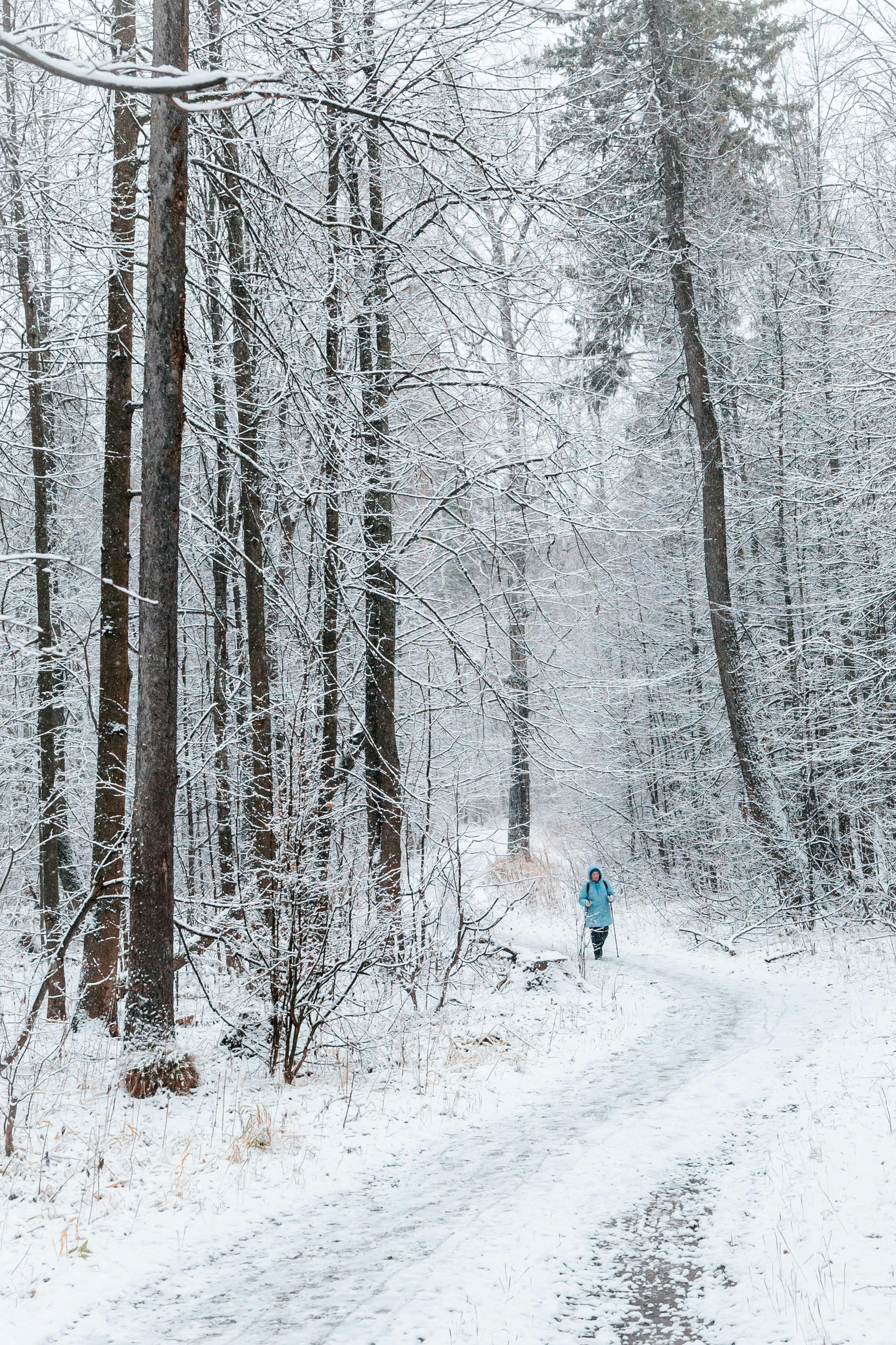 A person walks through a snowy forest in Izhevsk, Russia during winter, creating a serene outdoor scene.