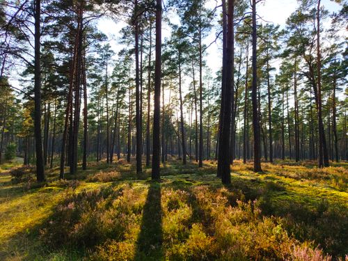 Free Sunlit pine forest in Ādažu novads, Latvia casting long shadows through tall trees and mossy undergrowth. Stock Photo