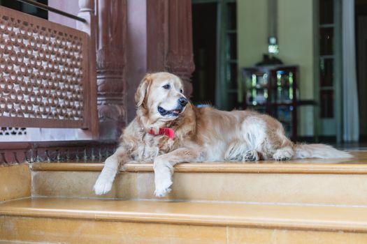 royal botanic dog