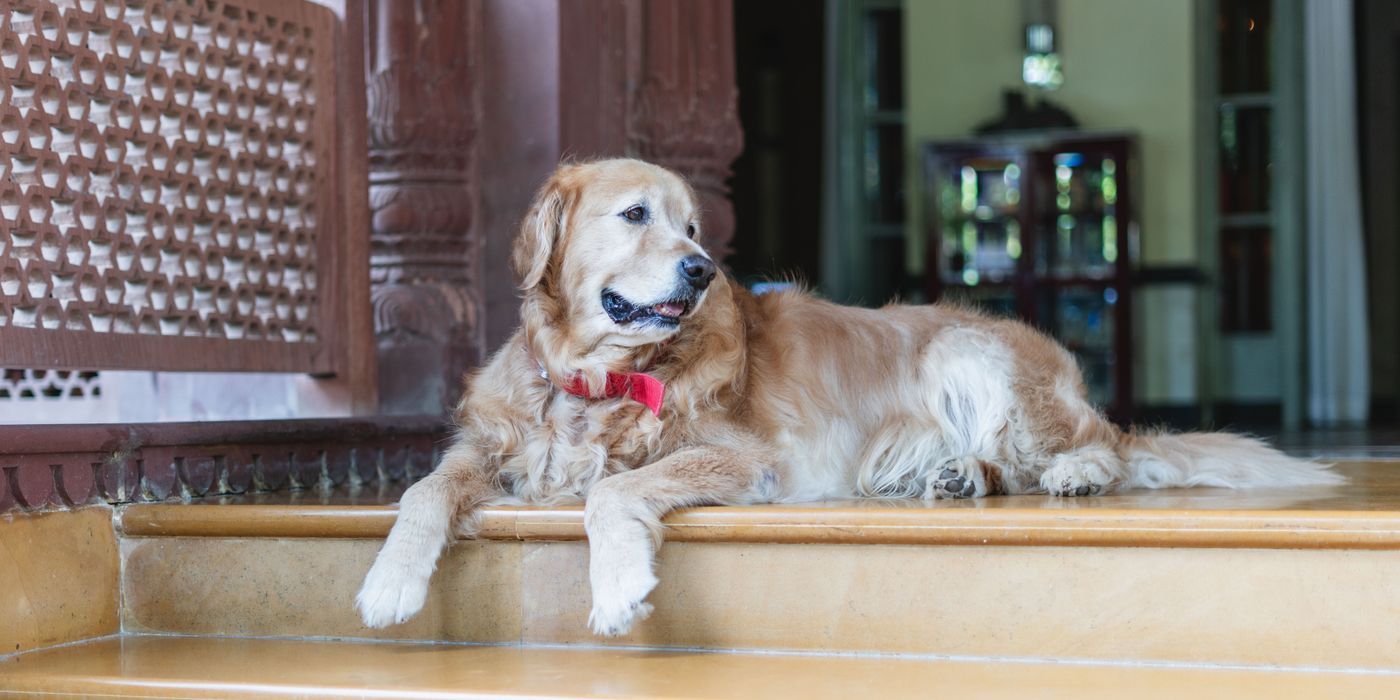 Golden retriever waiting at the entrance of a pet friendly hotel