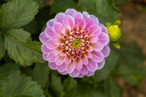 Free Close-up of a vibrant pink dahlia flower in full bloom, showcasing intricate petal structure. Stock Photo