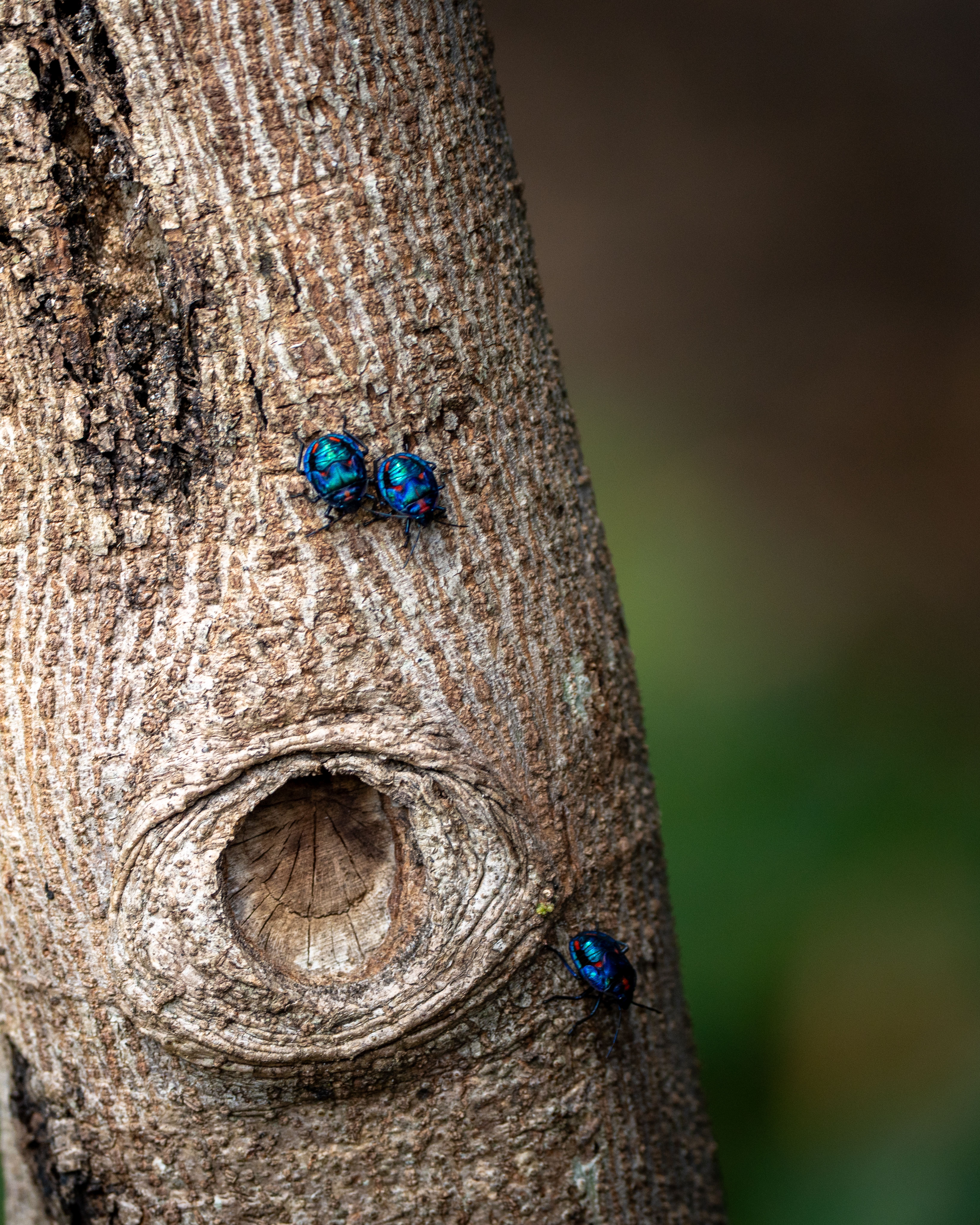 Vibrant harlequin beetles on a tree in Muirlea, Australia, showcasing nature's diversity.