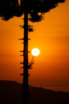Silhouette of a tree against a vibrant sunset, creating a dramatic scene.