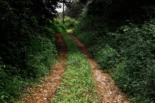 Free A peaceful and secluded path winding through dense forest foliage, ideal for nature lovers. Stock Photo