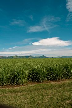 Wide view of a lush green field with a clear blue sky, perfect for serene backgrounds.