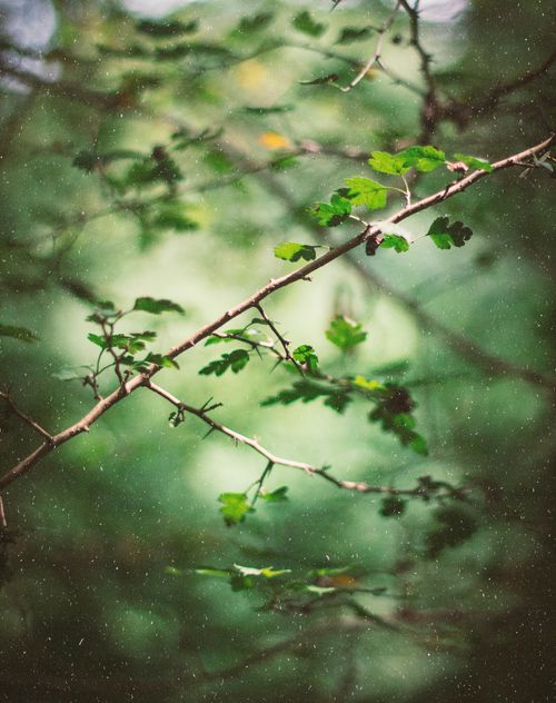 Free Artistic photograph of a delicate branch with vibrant green leaves against a blurred forest background. Stock Photo