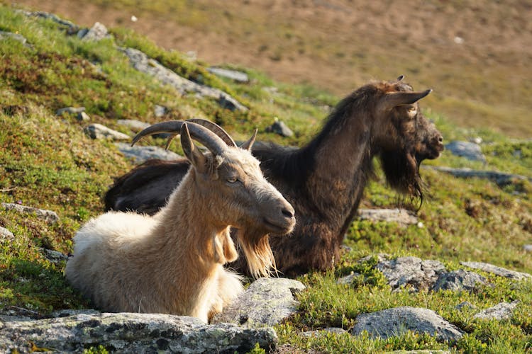 White And Brown Goats