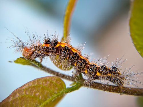 Free Macro shot of a vibrant caterpillar covered in dew drops on a leaf. Stock Photo