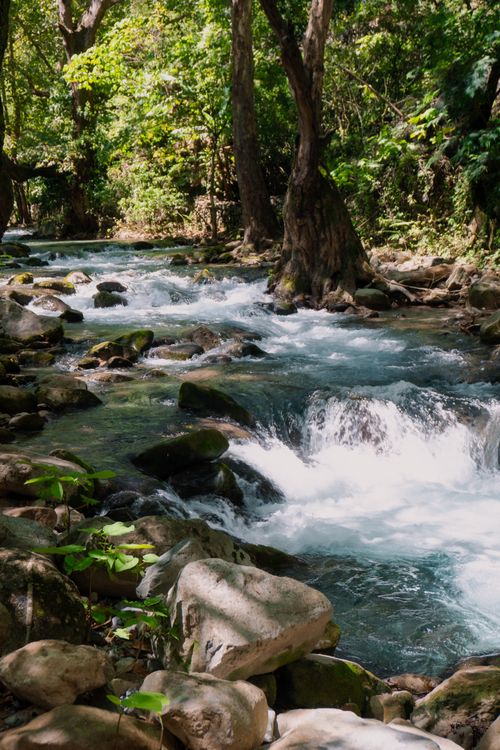 Free Tranquil river flowing through lush Mexican forest, perfect for nature lovers. Stock Photo
