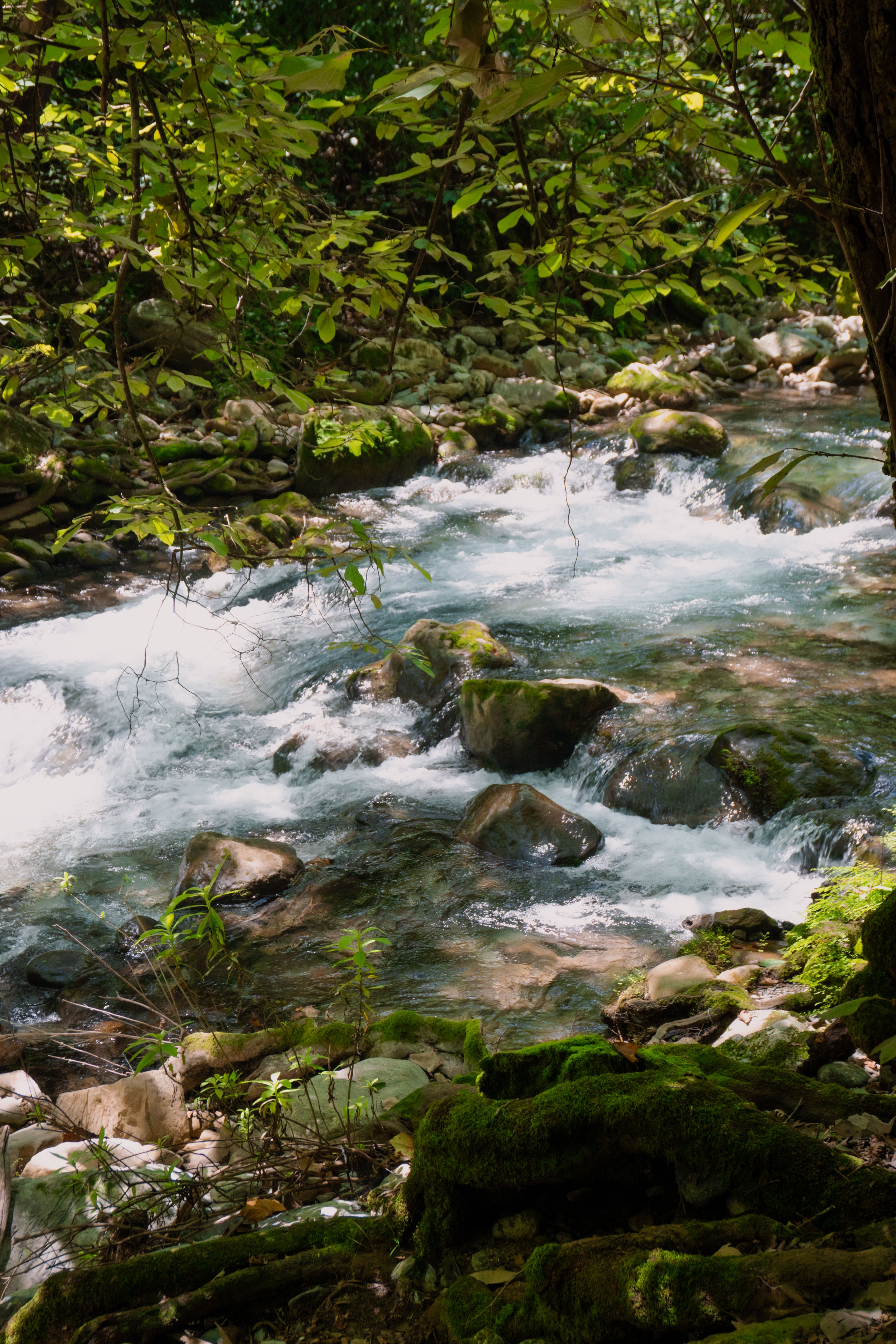 Serene river stream flowing through lush green forest in Mexico, highlighting natural beauty.