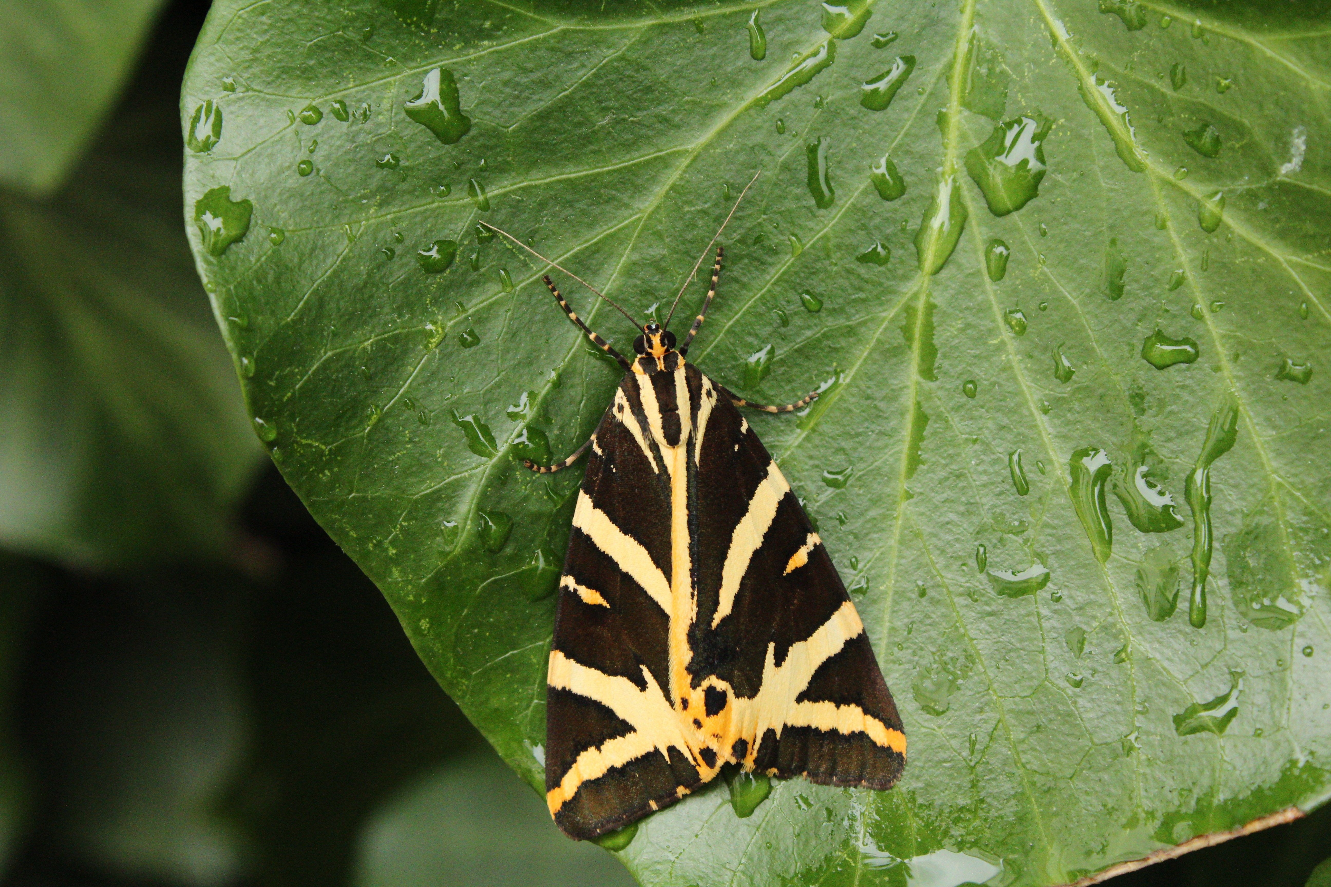 Vibrant Moth Resting on Dew-Kissed Leaf · Free Stock Photo