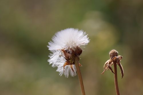 Free Macro shot of a fluffy dandelion seed head and stem on a blurred natural background. Stock Photo