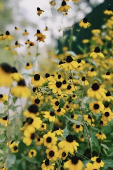 A vibrant field of yellow wildflowers in Talgar, capturing nature's beauty in the Almaty Region.