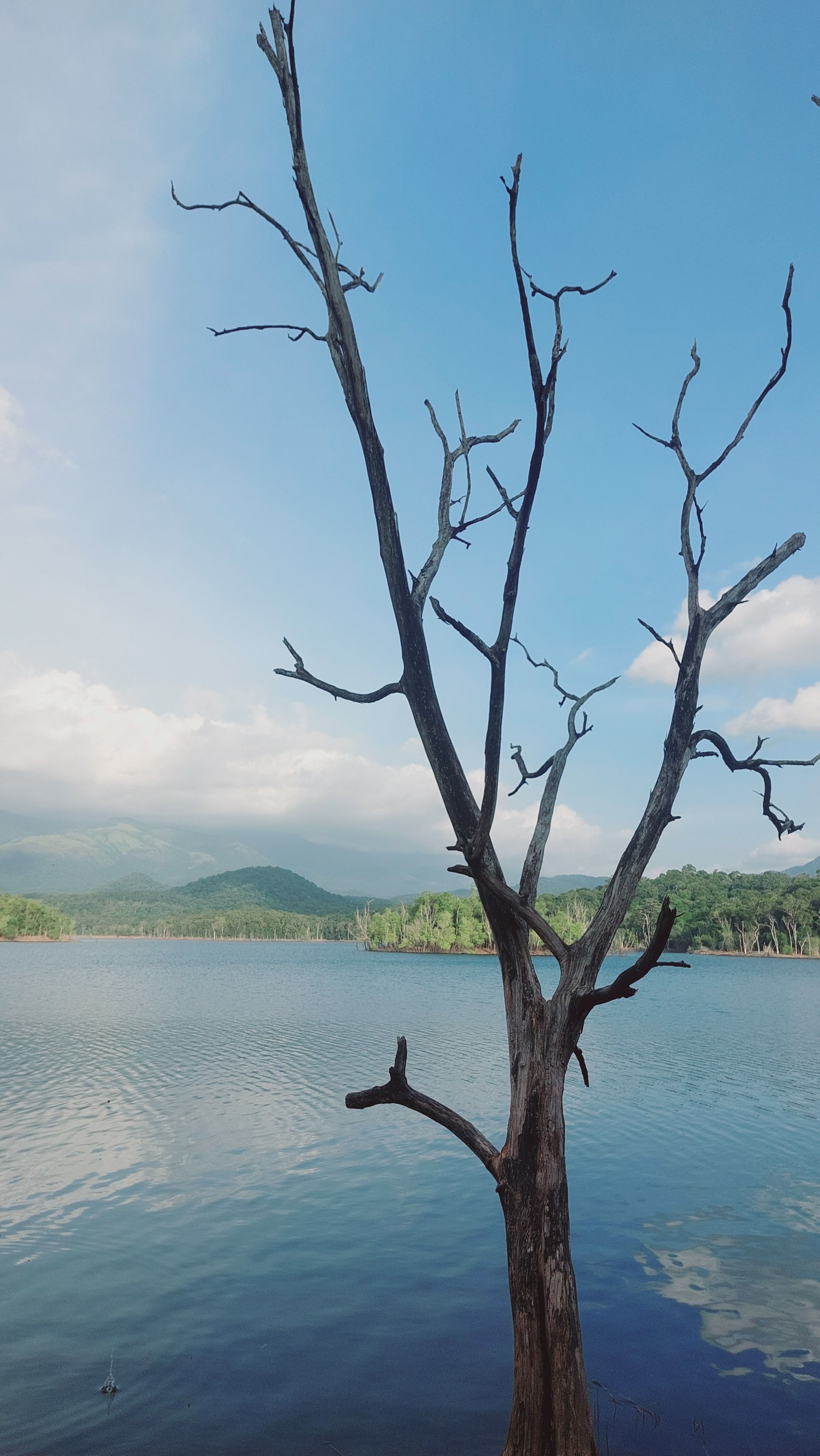 Serene Lake View with Bare Tree Silhouette · Free Stock Photo