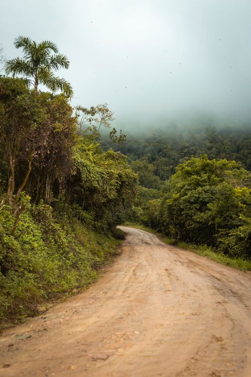 Free A winding dirt road through lush, misty jungle in Tarapoto, Peru. Stock Photo