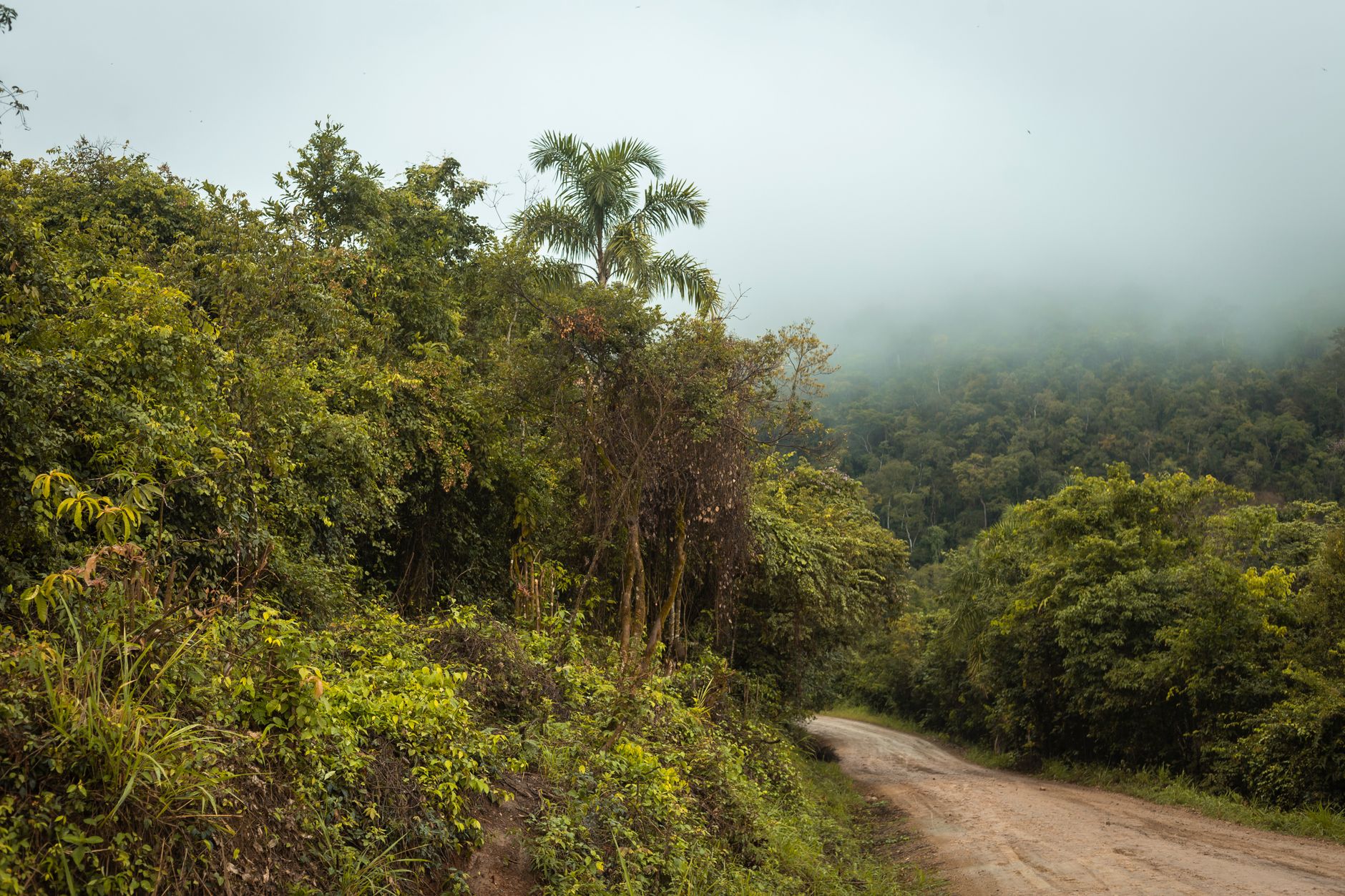 Amazon Rainforest Burn Area Hits Lowest Level in 40 Years, Opening Green Investment Avenues