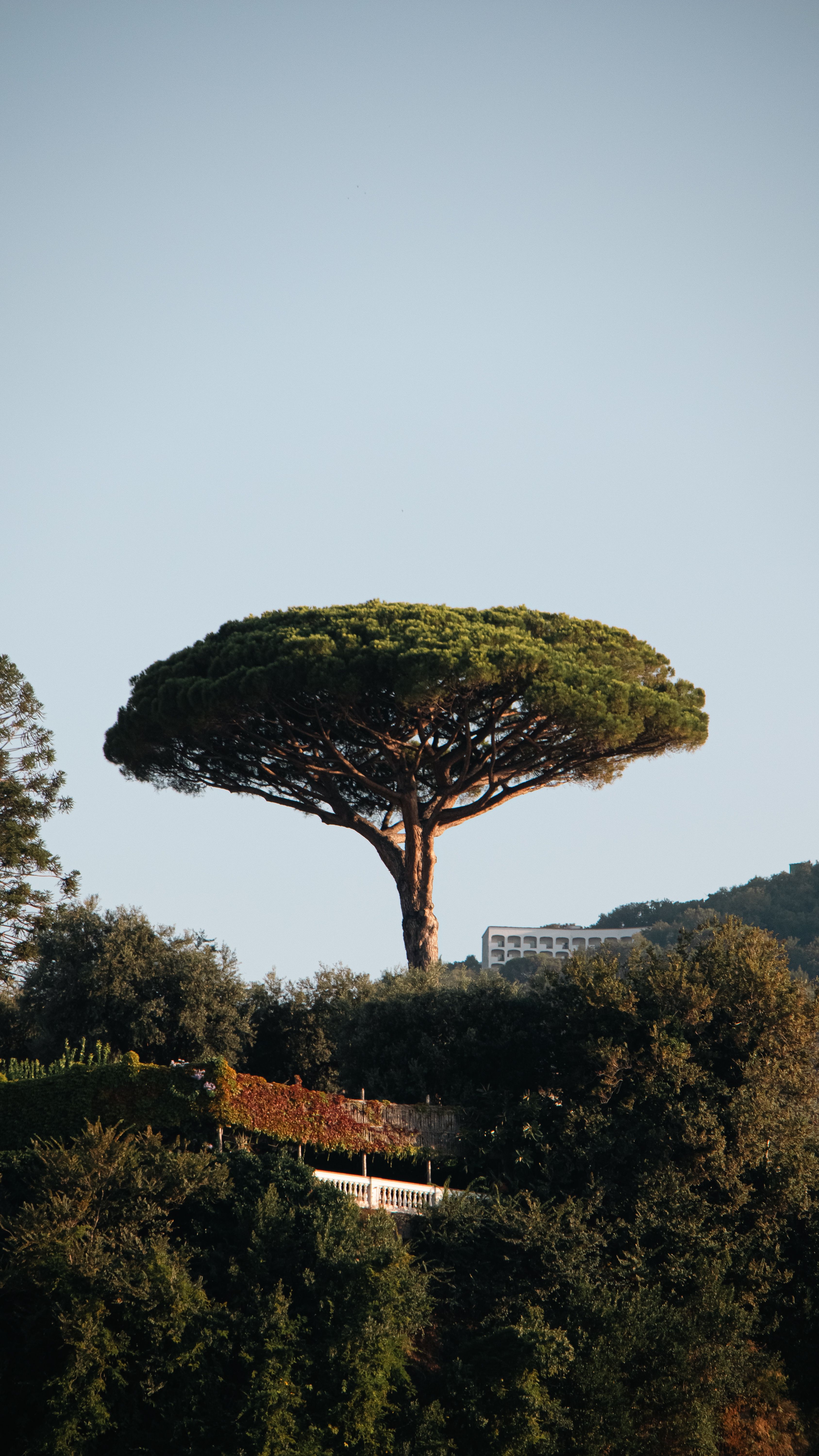 Stunning view of iconic Umbrella Pine tree in Sorrento, Campania, Italy.
