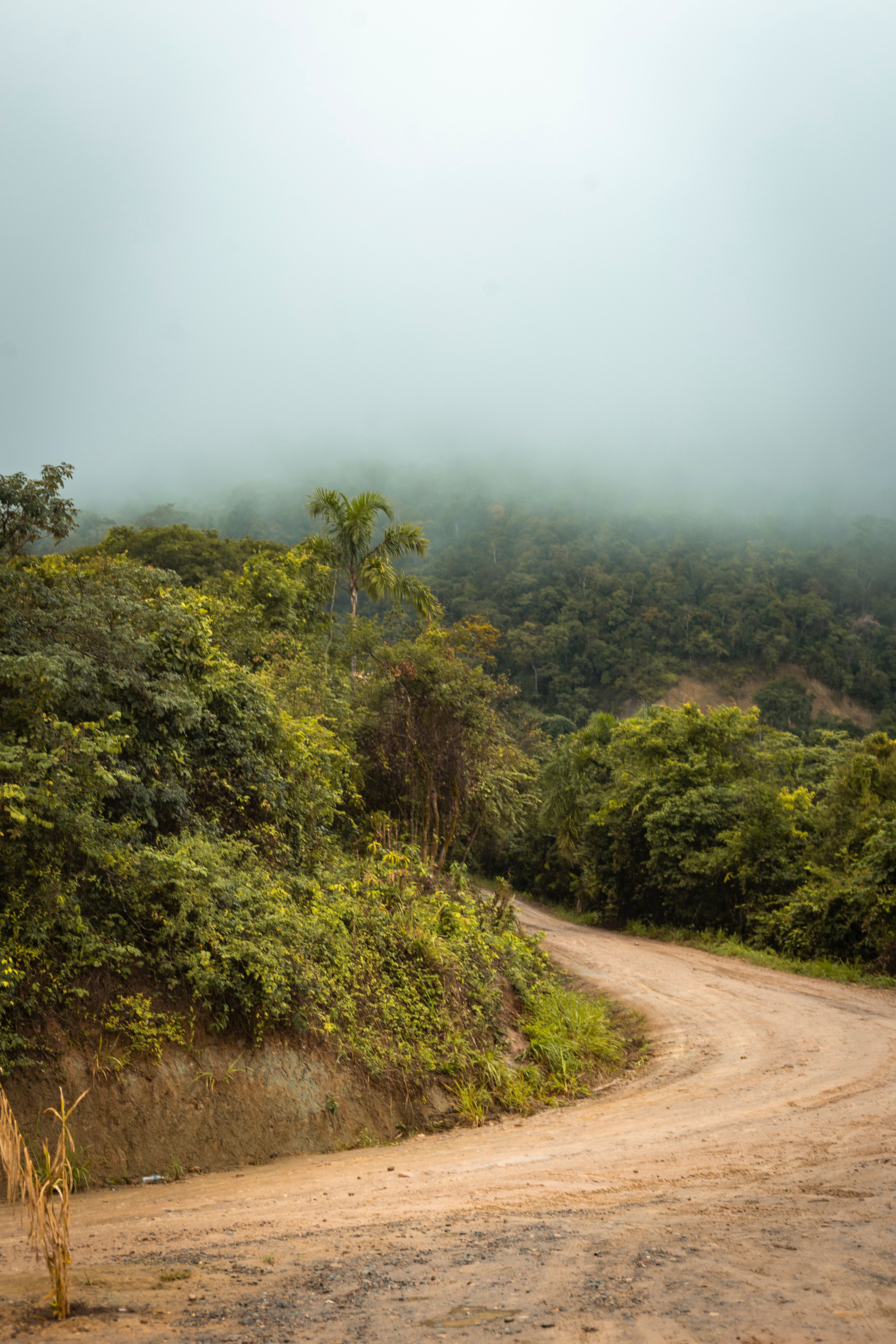 Foggy Forest Road in a Lush Green Landscape · Free Stock Photo