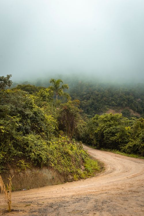 Free A dirt road winds through a foggy, verdant forest, creating a serene and mysterious atmosphere. Stock Photo