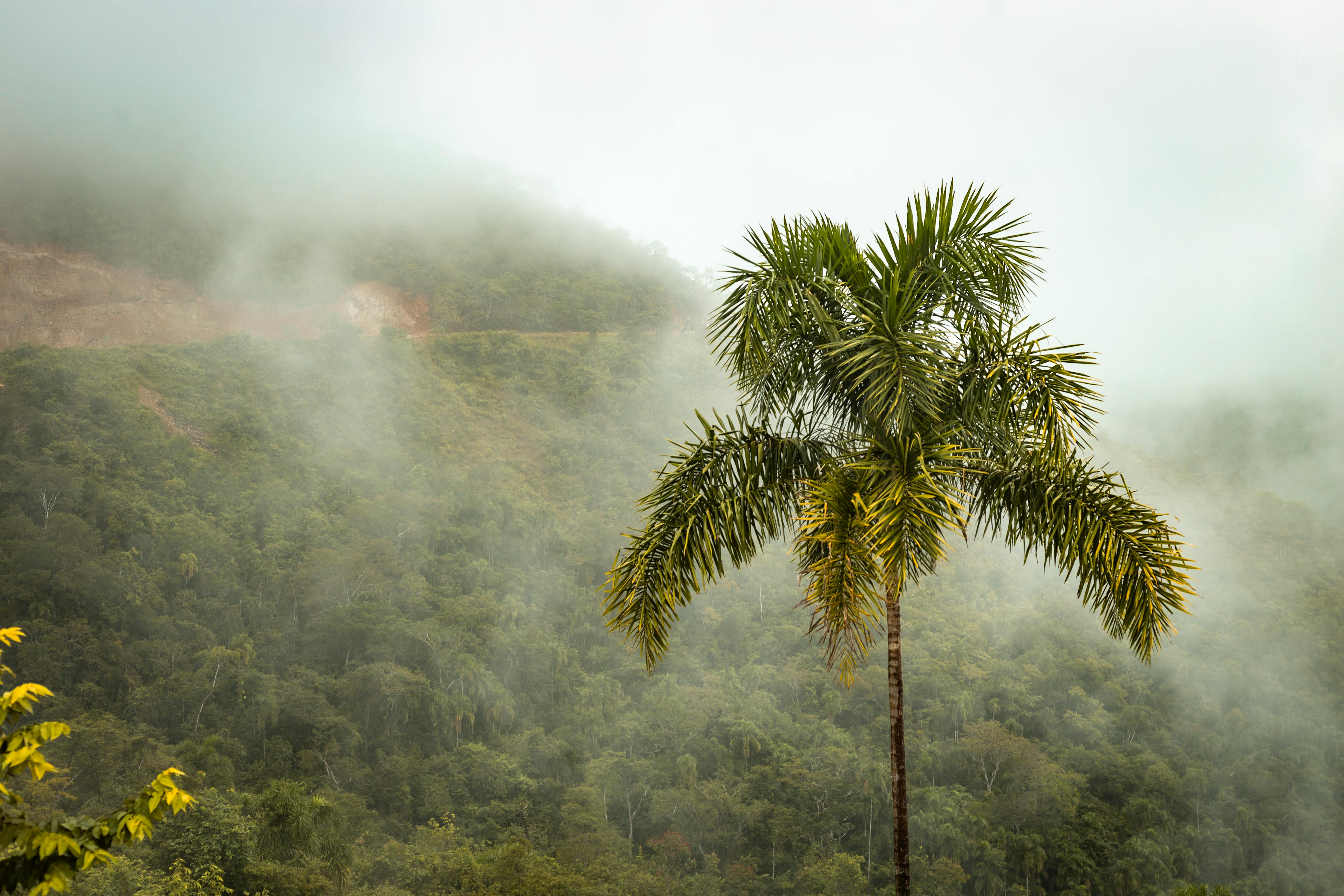 south american rainforest landscape mosquito