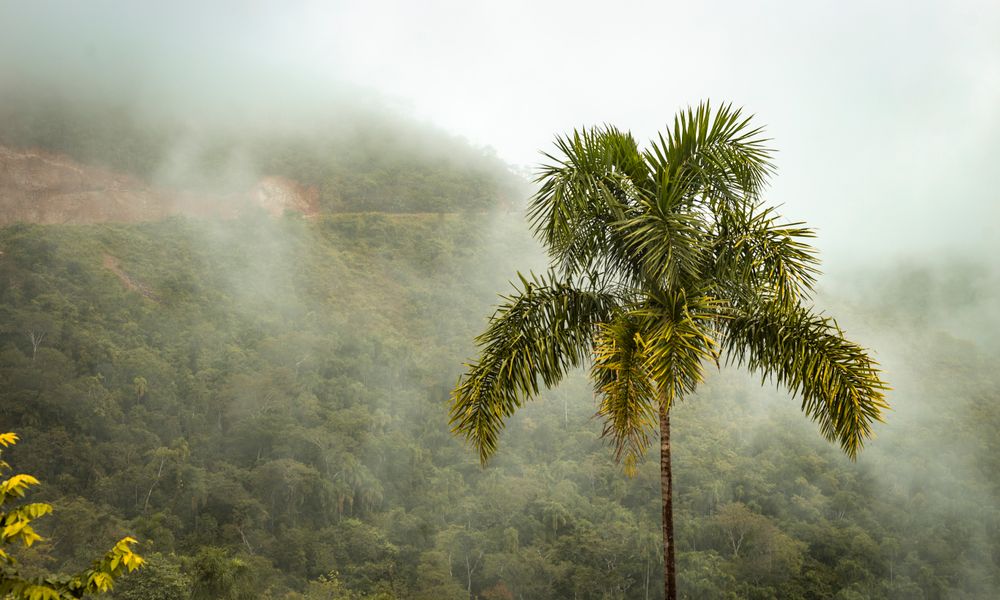 south american rainforest landscape mosquito