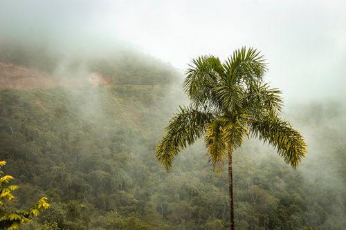 Free A solitary palm tree stands in a misty, lush tropical forest, creating a serene atmosphere. Stock Photo