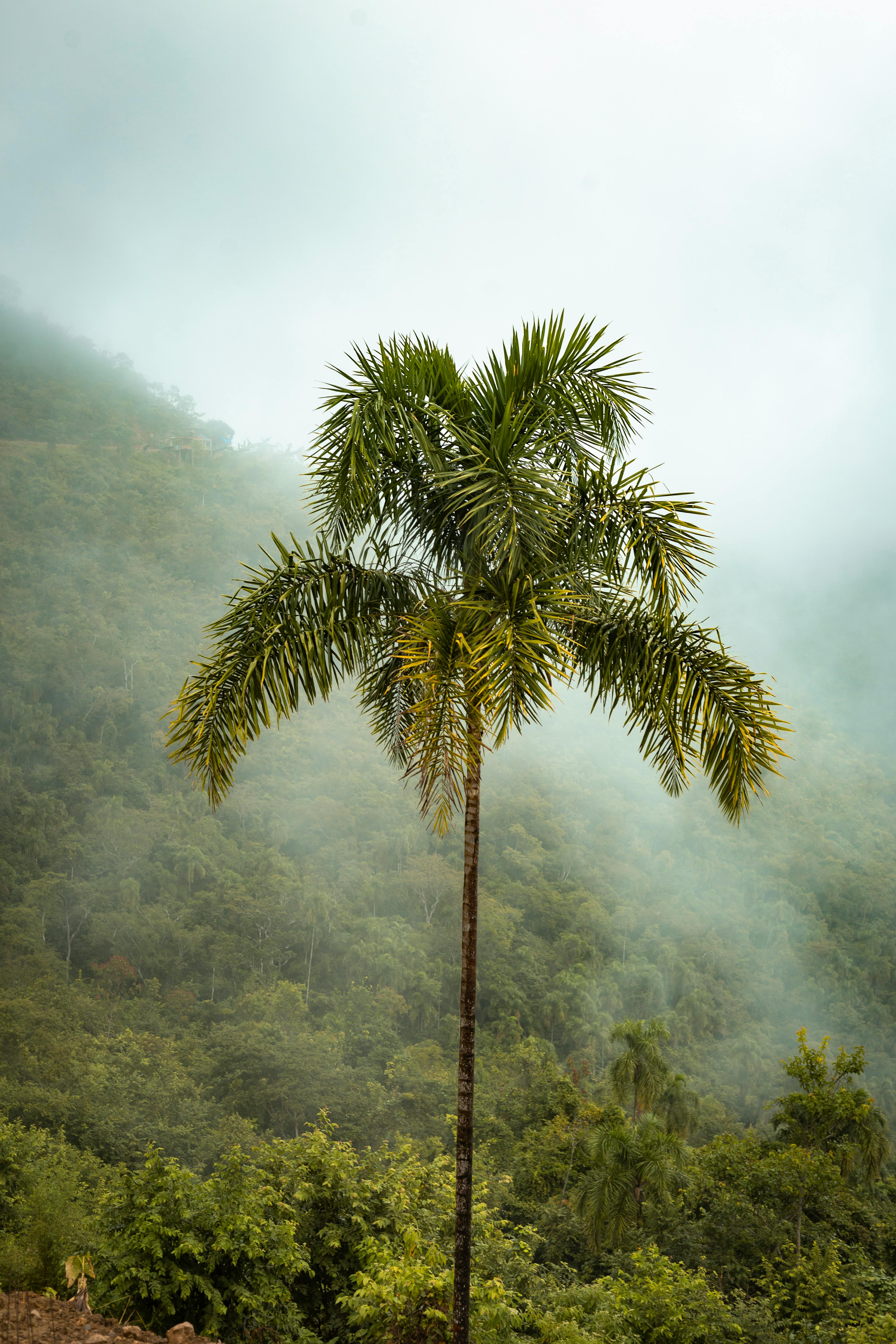 A single palm tree stands tall amidst a misty forest in a tropical setting, creating a tranquil scene.