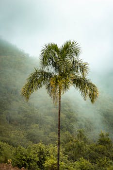 A single palm tree stands tall amidst a misty forest in a tropical setting, creating a tranquil scene.