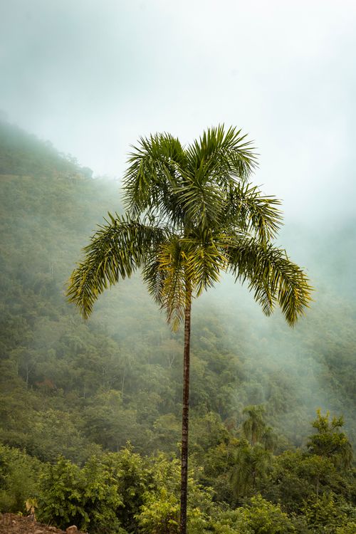Free A single palm tree stands tall amidst a misty forest in a tropical setting, creating a tranquil scene. Stock Photo