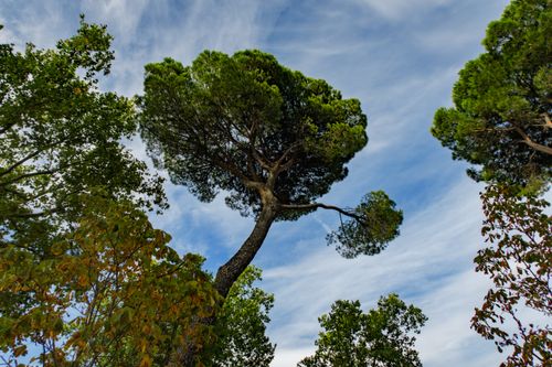 Free Towering pine trees reaching towards a vivid blue sky in Madrid. Stock Photo