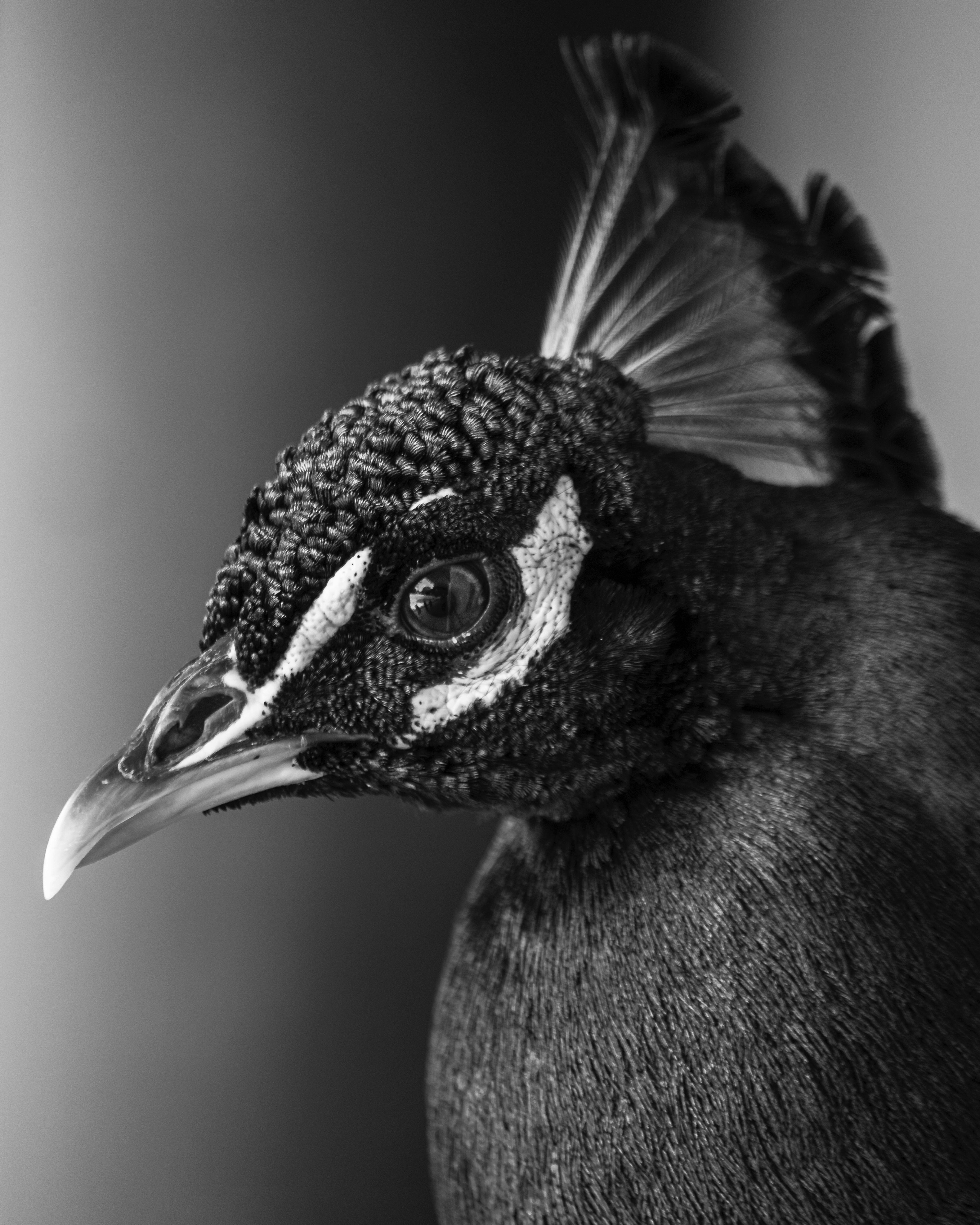 Artistic black-and-white close-up of a peacock's head emphasizes its texture and detail.