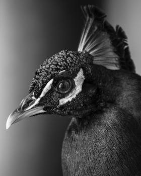 Artistic black-and-white close-up of a peacock's head emphasizes its texture and detail.