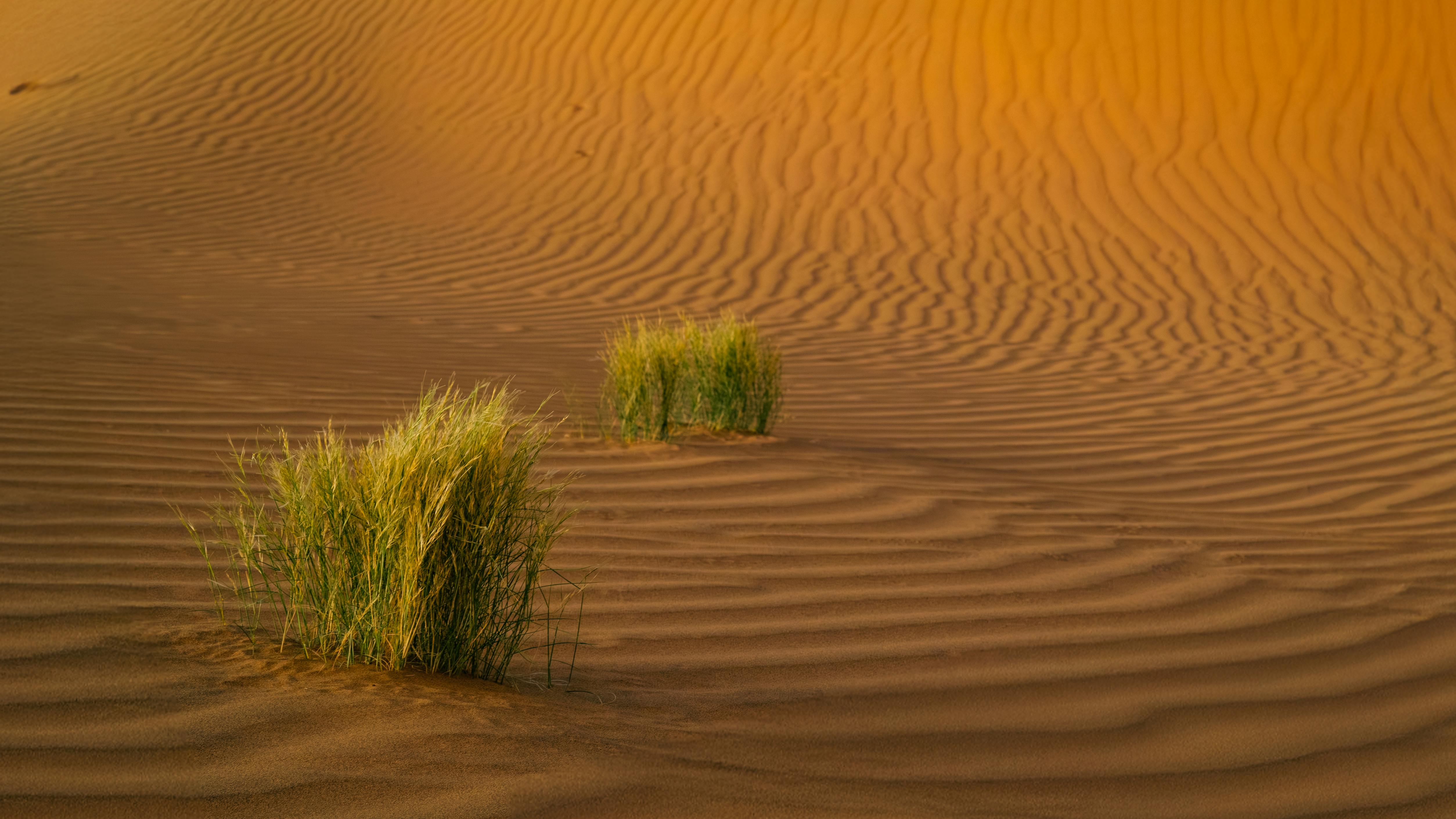 Rajasthan Desert Ride