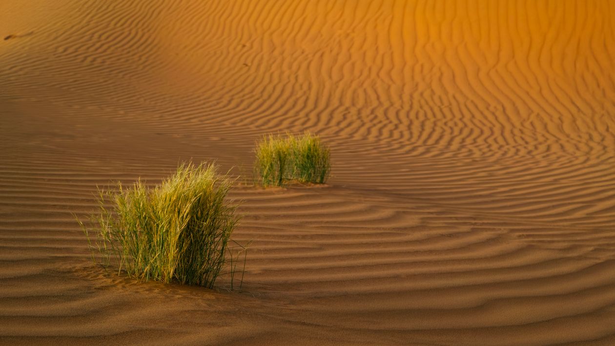 Golden sand dunes of Jaisalmer at sunset