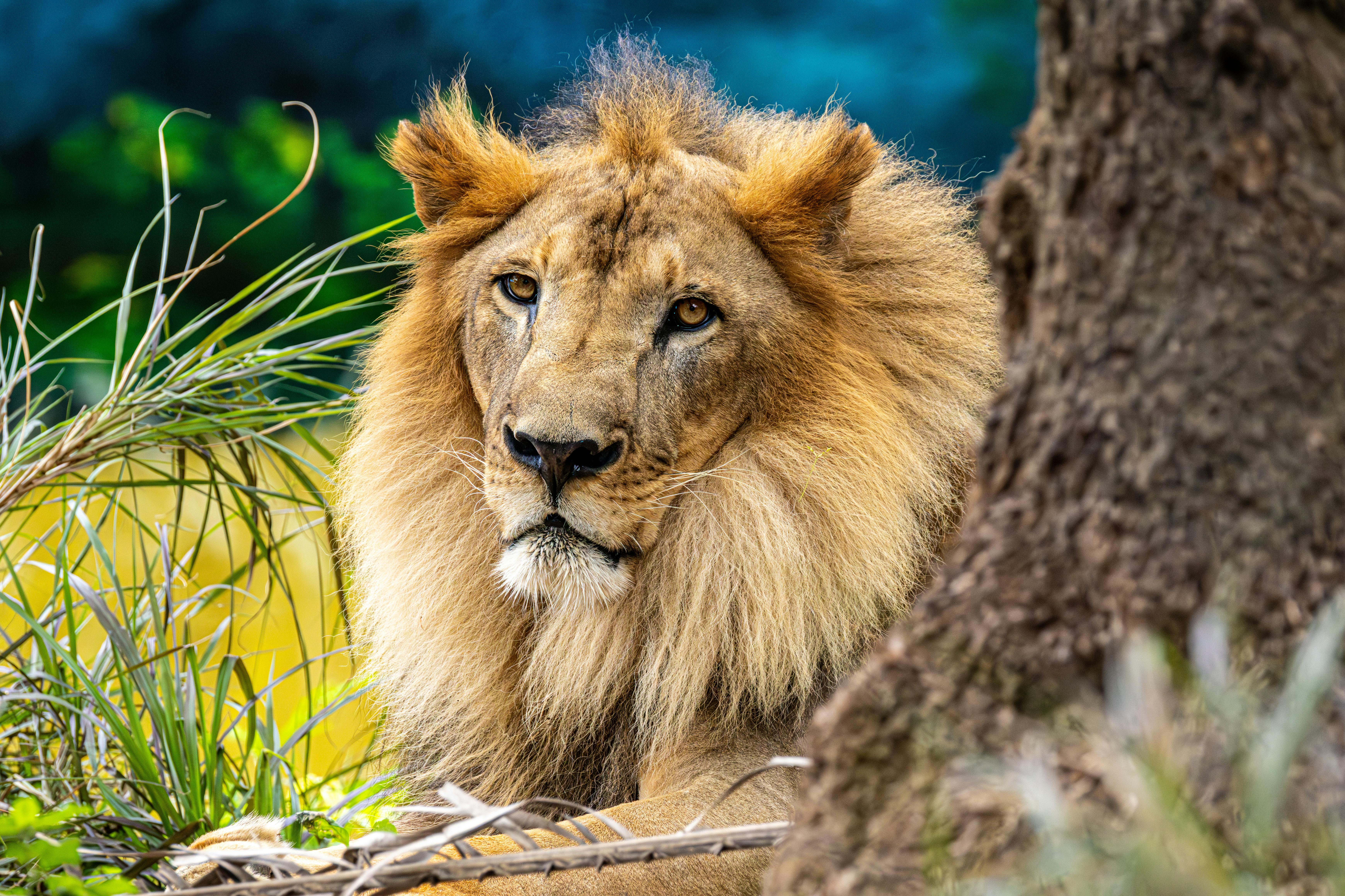 The Rise of a Controversial Leader