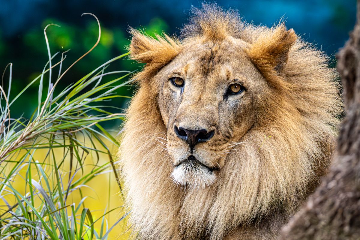 Beast Photos, Download The BEST Free Beast Stock Photos & HD Images