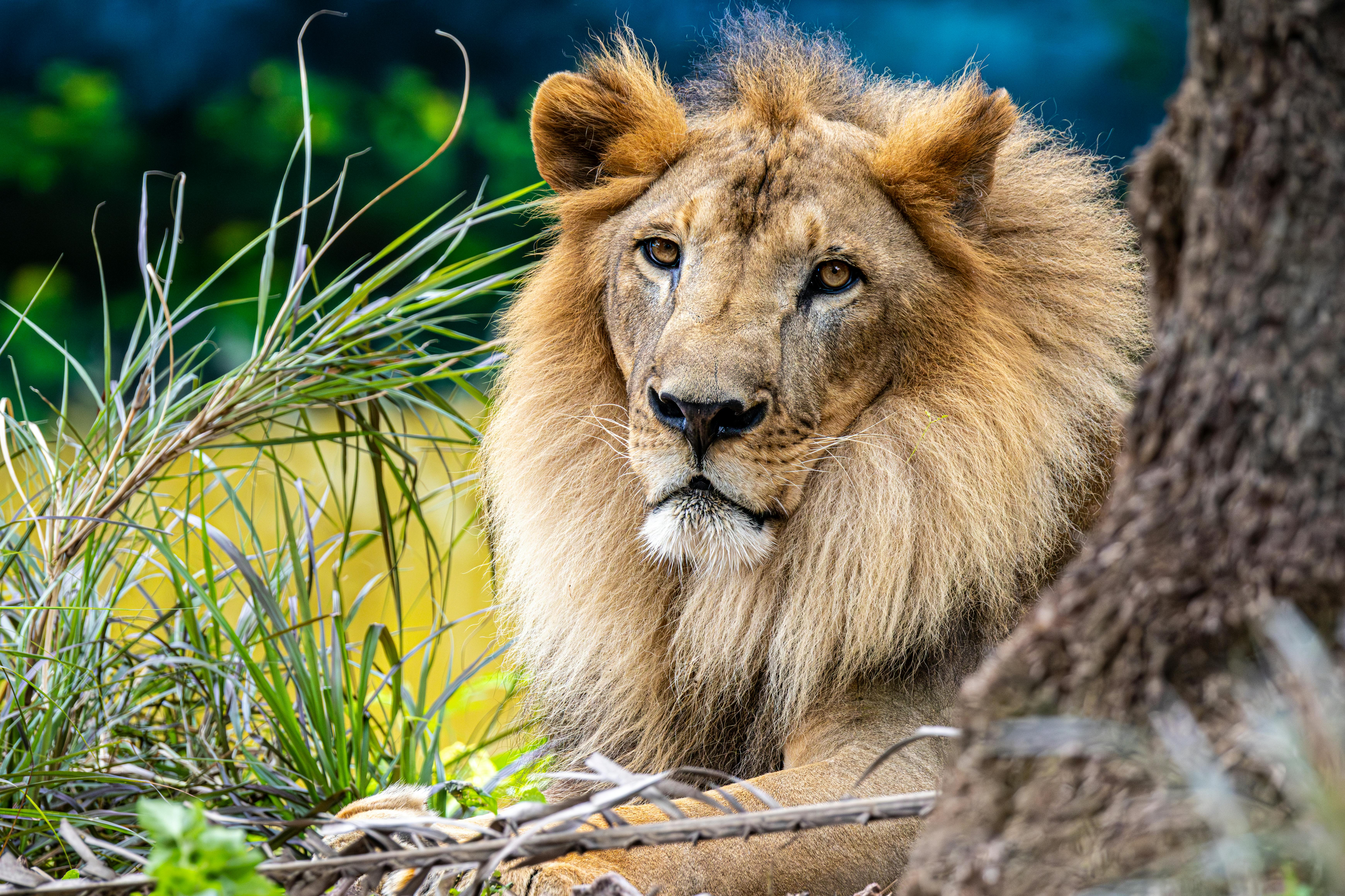 Lion pride before the fall ライオン写真集 Lion pride before the