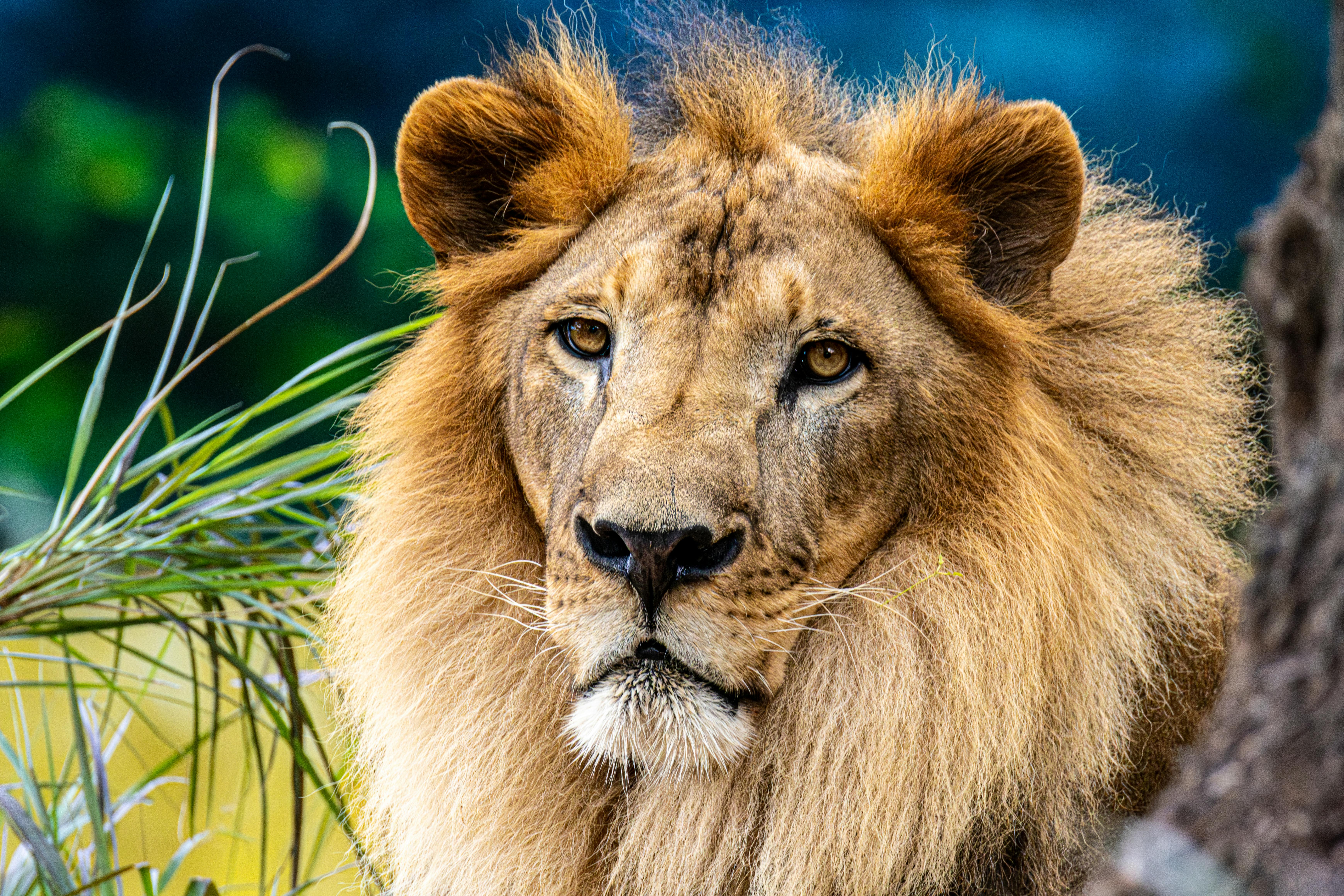 獅子驚險攻擊動物園管理員 遊客全程拍攝嚇壞眾人