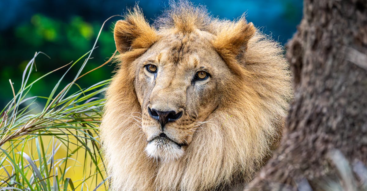 獅子驚險攻擊動物園管理員 遊客全程拍攝嚇壞眾人