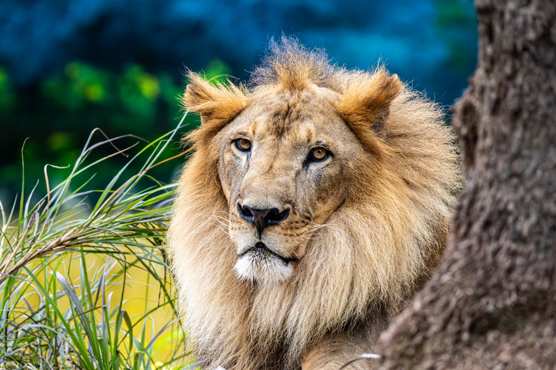 Close-up of a majestic lion resting in lush greenery offering a look into wildlife.
