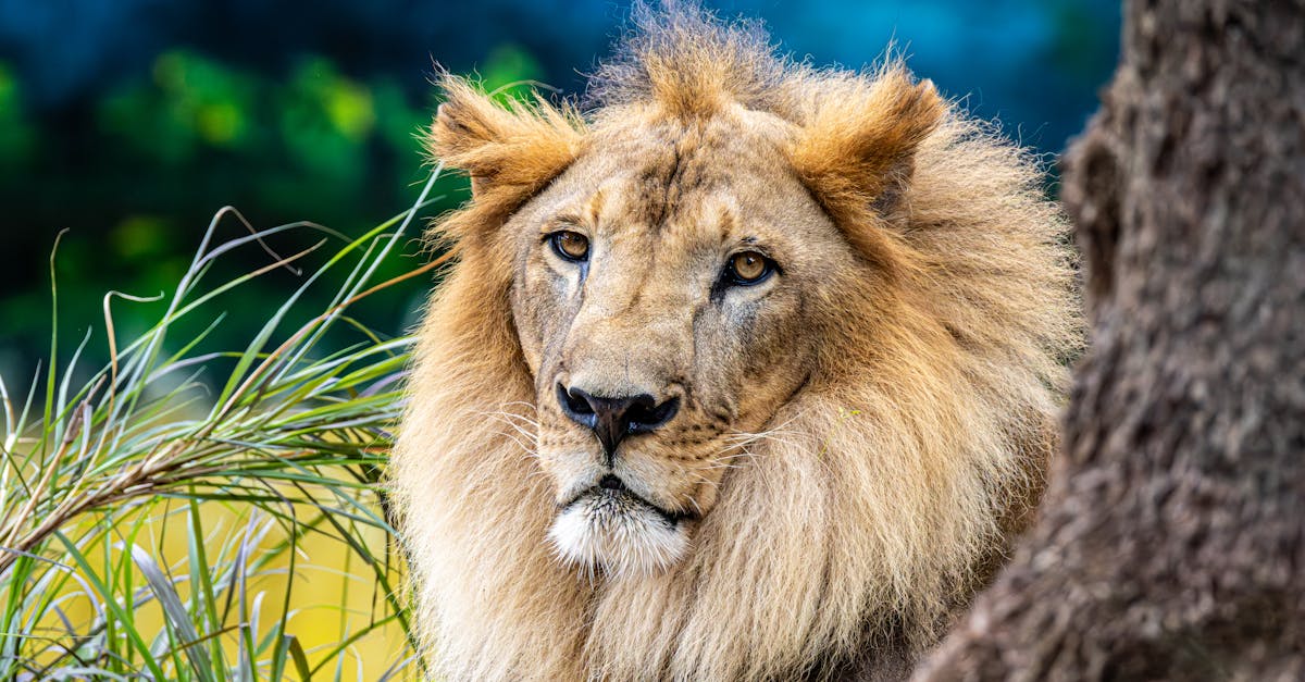 獅子驚險攻擊動物園管理員 遊客全程拍攝嚇壞眾人