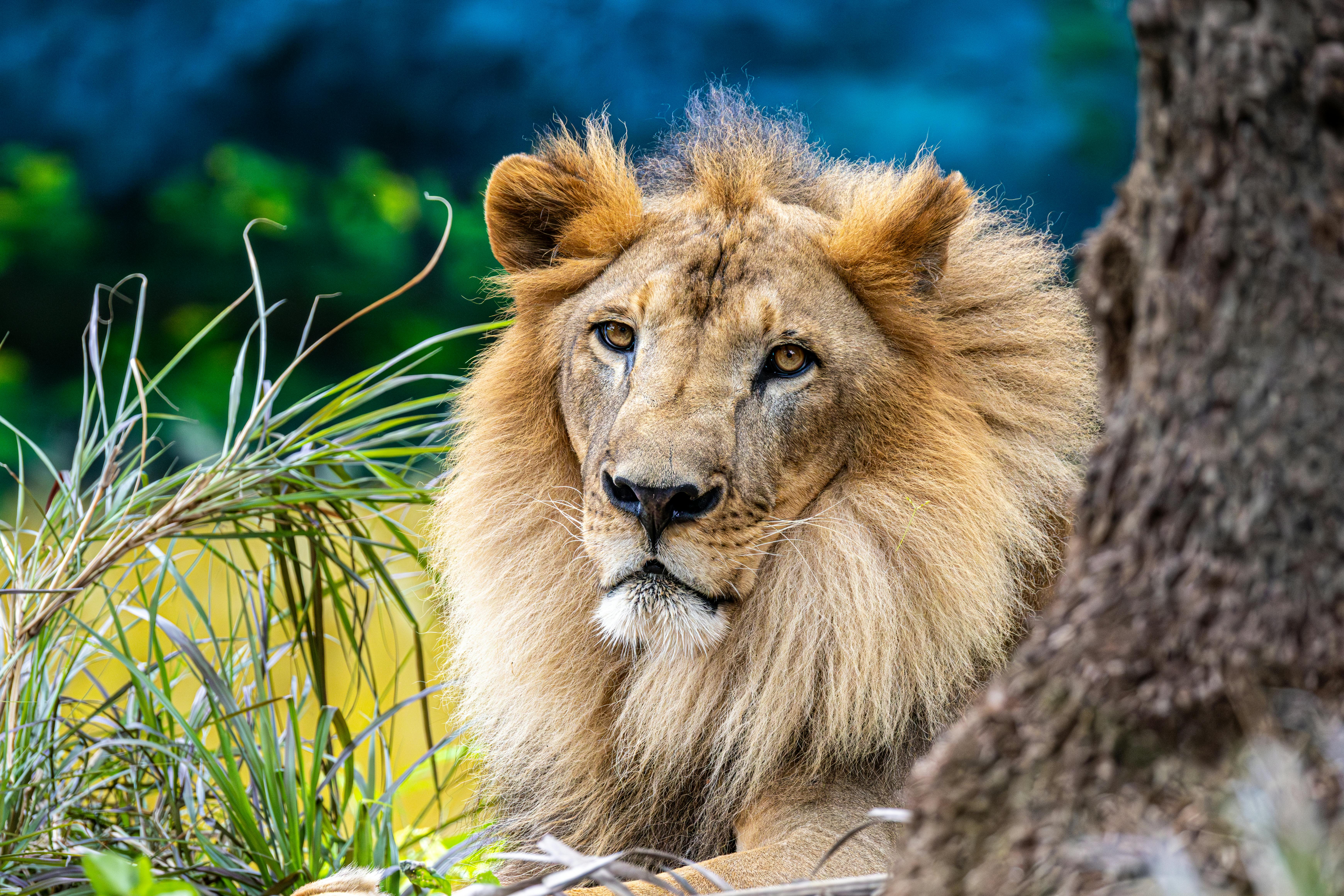 獅子驚險攻擊動物園管理員 遊客全程拍攝嚇壞眾人