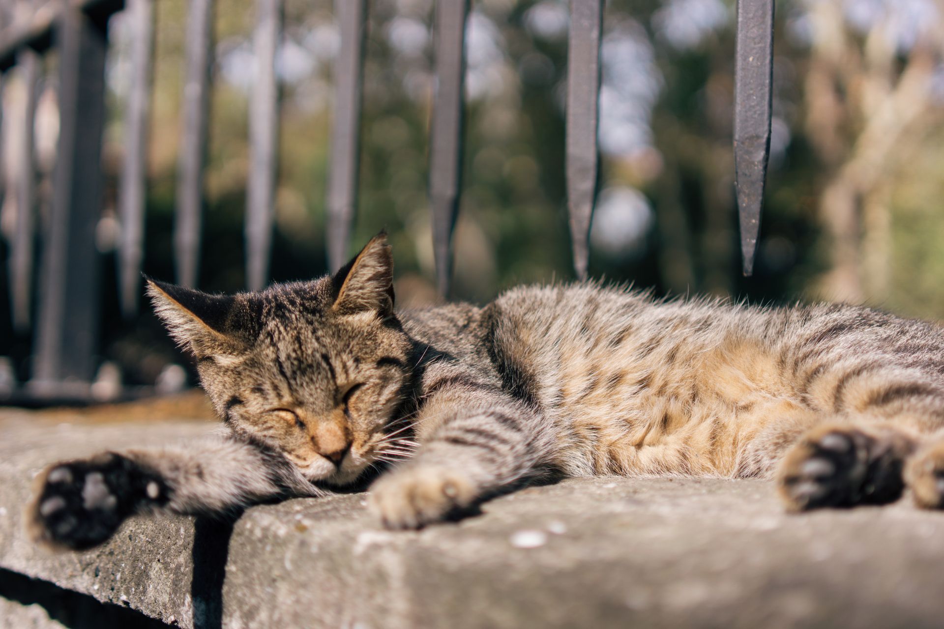 A serene tabby cat enjoying a sunny day on a stone wall in İstanbul.