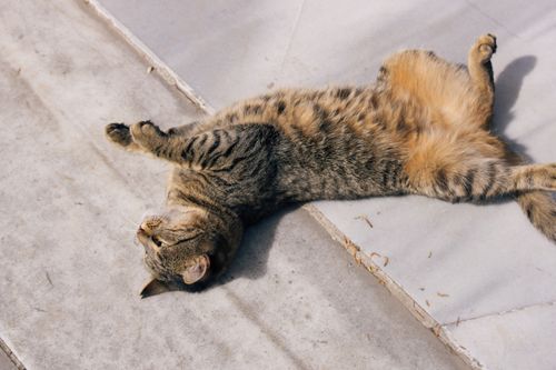 Free A tabby cat lies comfortably on a marble surface, basking in the warm sunlight outdoors. Stock Photo